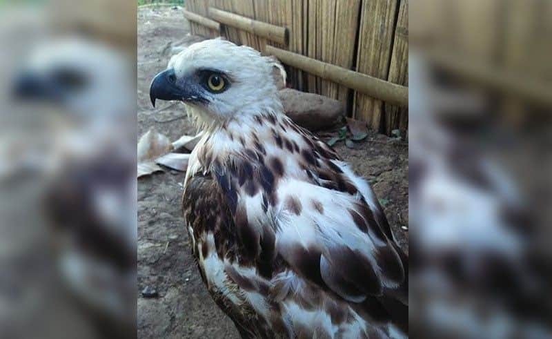 Pinsker’s Hawk-Eagle rescued in Philippines