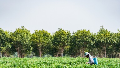 Farmers are spraying chemicals to nourish cassava