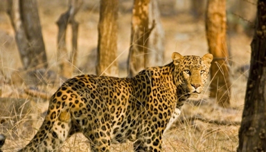 leopard standing in the dry grasslands of ranthambore national park