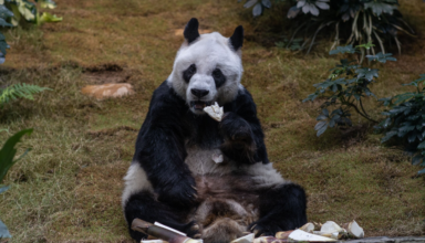 An An, world's oldest male giant panda, passes away at age 35