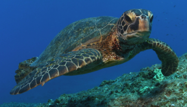 At least 30 endangered green sea turtles with 'bleeding' wounds in Japan