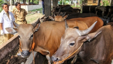 Foot-and-mouth disease outbreak causes Bali travelers to be disinfected