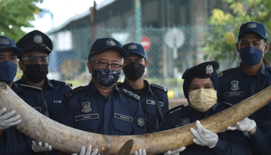 Malaysia seizes $18 million in tusks, tiger bones, and animal parts