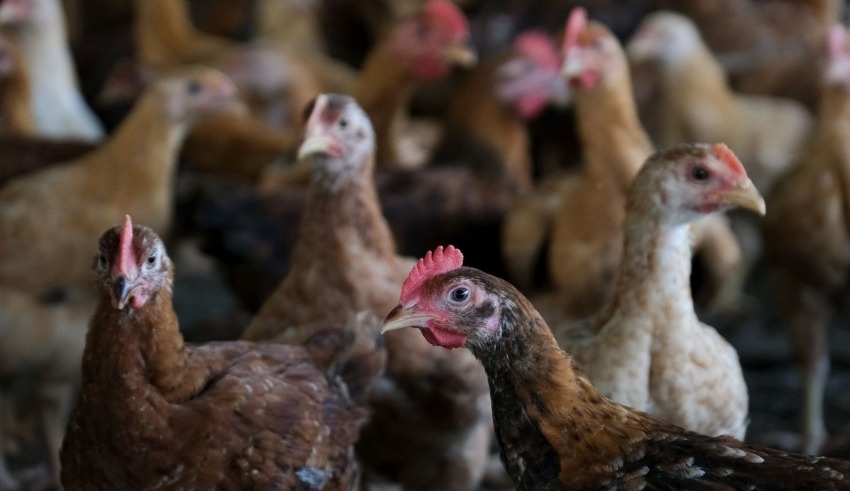 If domestic supply is not affected, Malaysia's chicken export will be considered