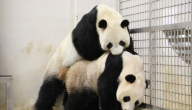 Panda bears Jia Jia and Kai Kai will stay in Singapore until 2027