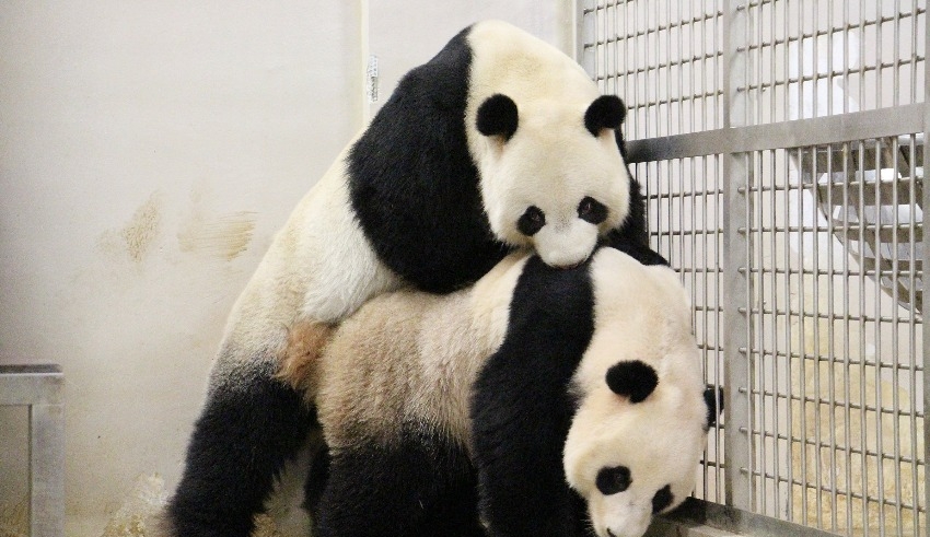 Panda bears Jia Jia and Kai Kai will stay in Singapore until 2027