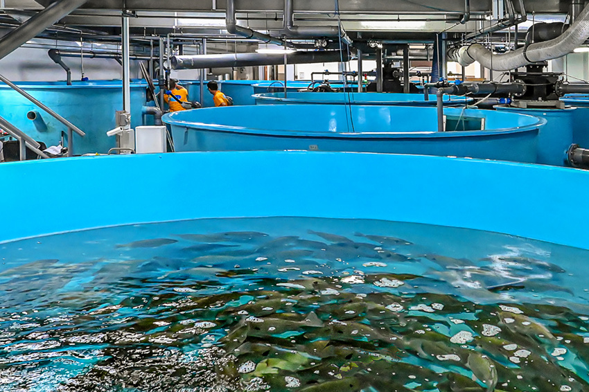 Former Marine Life Aquaculture Director accused of stealing $250,000 from AVA