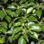 poisonous plants in the philippines