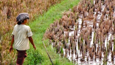 why indonesia uses sorghum as a main food instead of rice