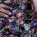 onion prices are falling faster than imports, putting farmers' lives at risk