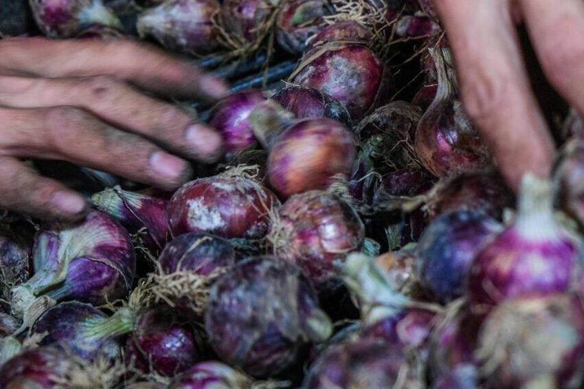 Onion prices are falling faster than imports, putting farmers’ lives at risk