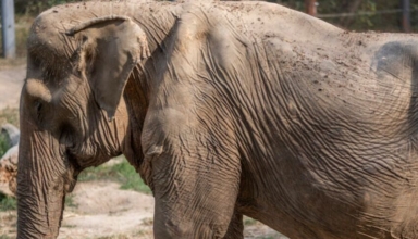 after 25 years of tourist rides in thailand, the elephant's back caves in