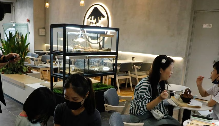 in malaysia's first reptile cafe, snakes, lizards, and desserts mingle