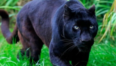 endangered black panther killed in devastating road accident in malaysia