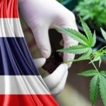 thailand's cannabis legalization navigating challenges and uncertainties