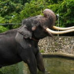 thailand takes back a gifted temple elephant to sri lanka here's why