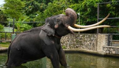 thailand takes back a gifted temple elephant to sri lanka here's why