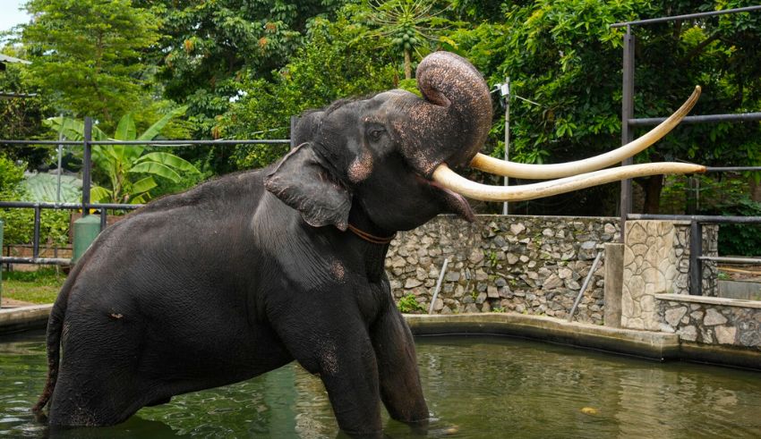 thailand takes back a gifted temple elephant to sri lanka here's why