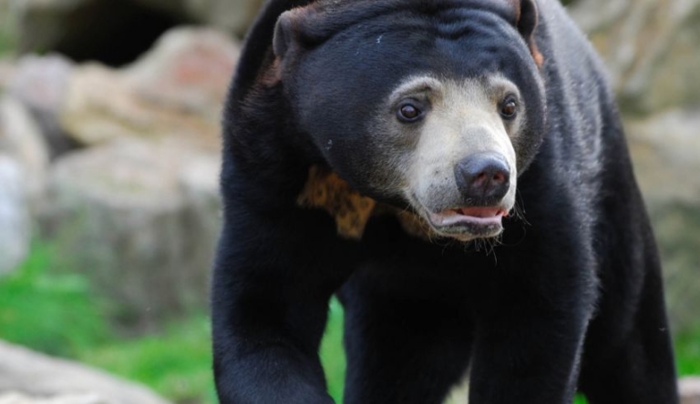 Viral 'Human in Costume' Bear Boosts Chinese Zoo 30%