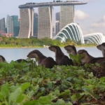 the bishan otters from local icons to international fame