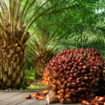 a complete guide for palm oil plantation