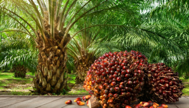 a complete guide for palm oil plantation