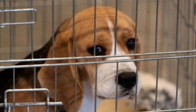 here’s why south korea dog farmers are threatening to release 2 million dogs