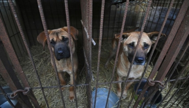 south korea takes historic step to ban dog meat amid shifting cultural tides