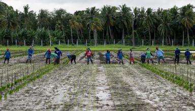 how indonesia's army is helping farmers cope with el niño drought