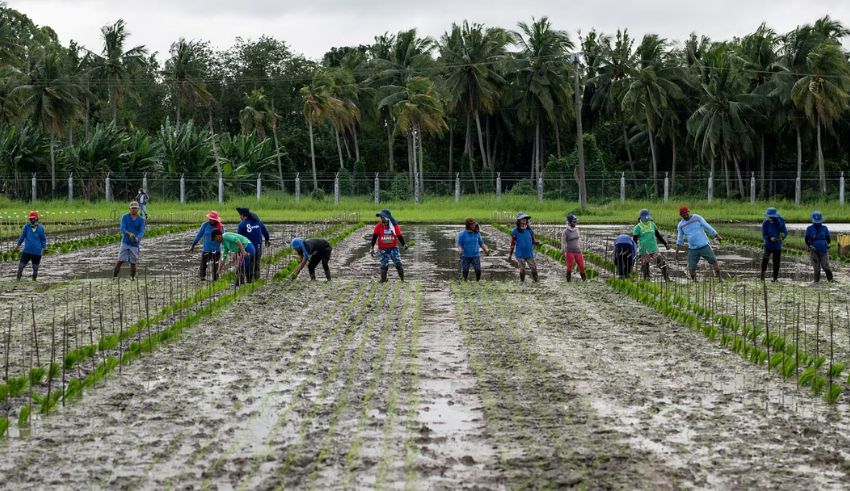 how indonesia's army is helping farmers cope with el niño drought