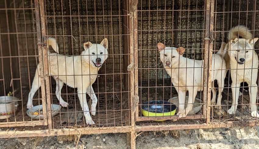 eating dogs in south korea the challenges of ending a controversial practice