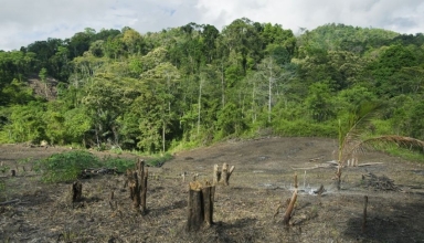 indonesia’s forests under fire a 27% surge in deforestation