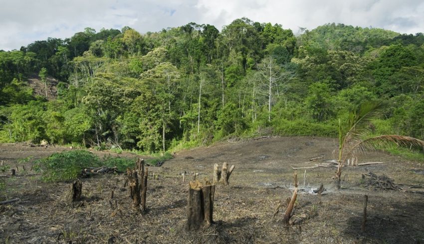 indonesia’s forests under fire a 27% surge in deforestation