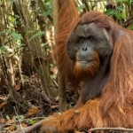 how malaysia plans to use orangutans for diplomacy and why