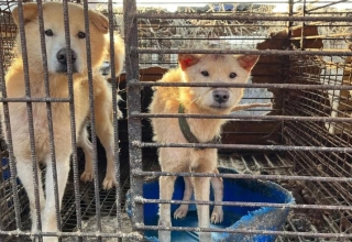 south korea to compensate dog farmers ahead of 2027 dog meat ban