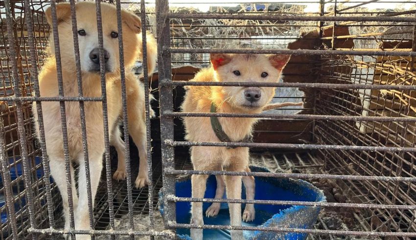 south korea to compensate dog farmers ahead of 2027 dog meat ban