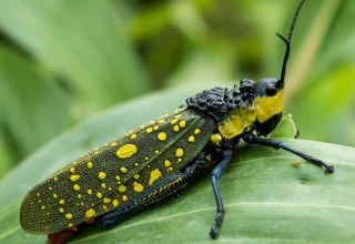 bojonegoro shocked to witness the death of two due to an “unchancy grasshopper”!